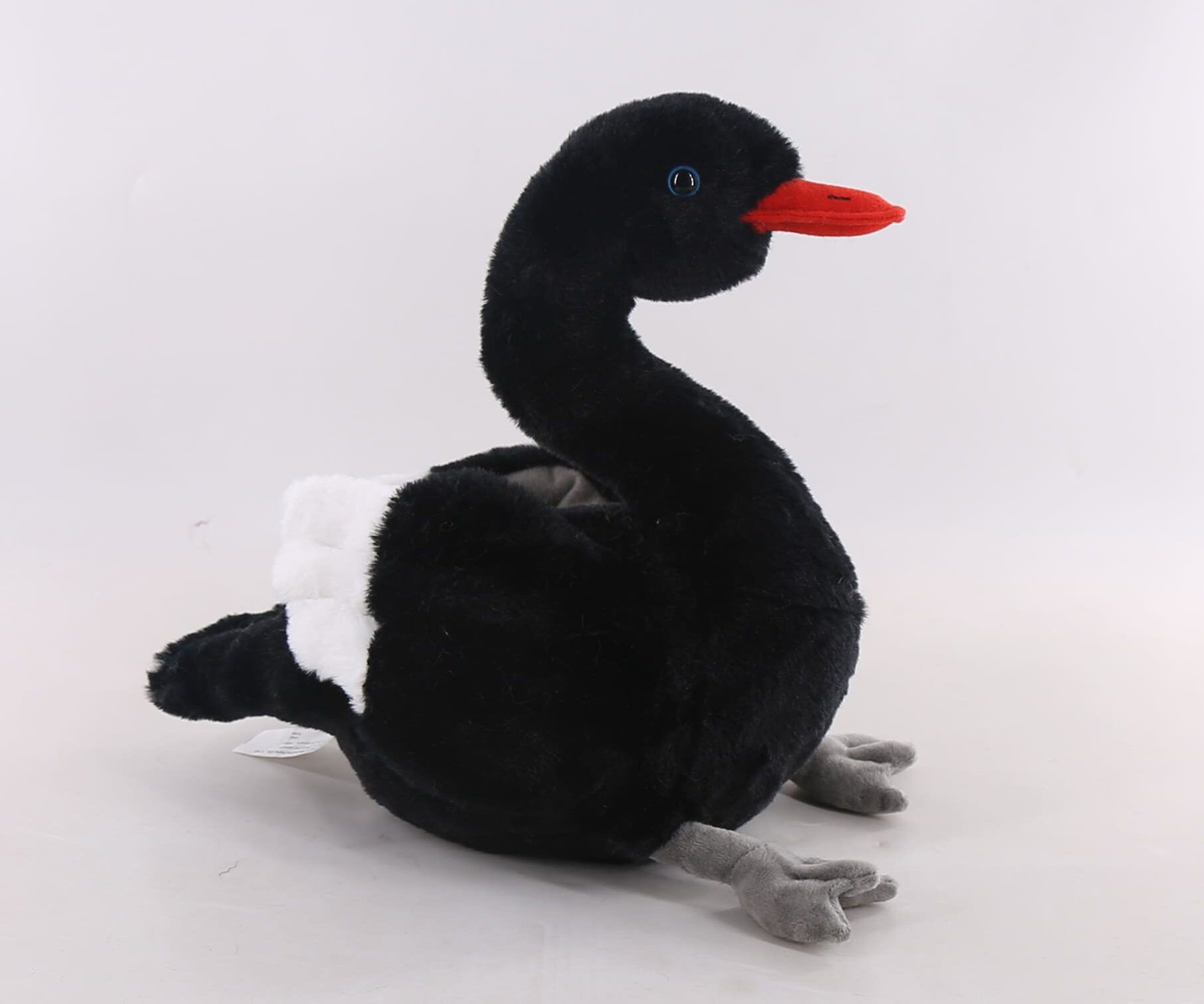 34987 Black swan